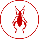 Insecticide